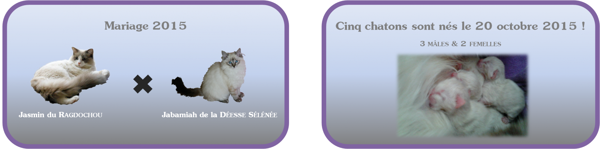 5chatons nes2015 1