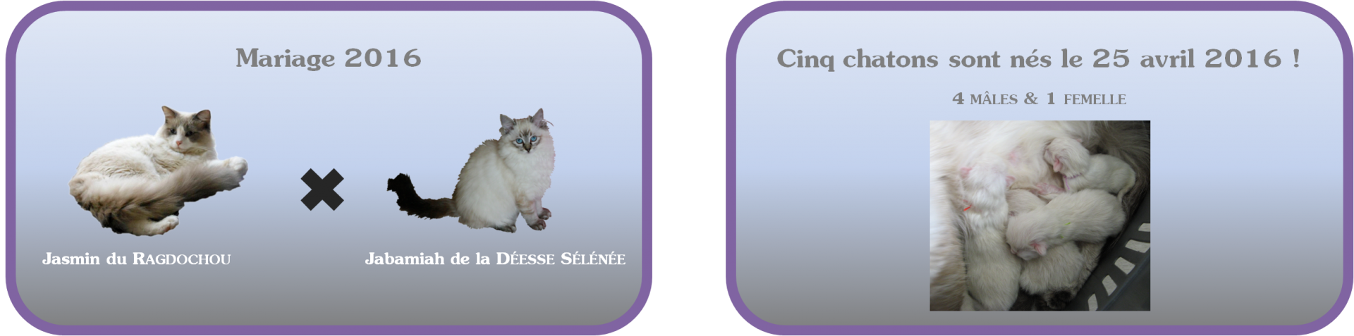 Cinqchatonsnes2016