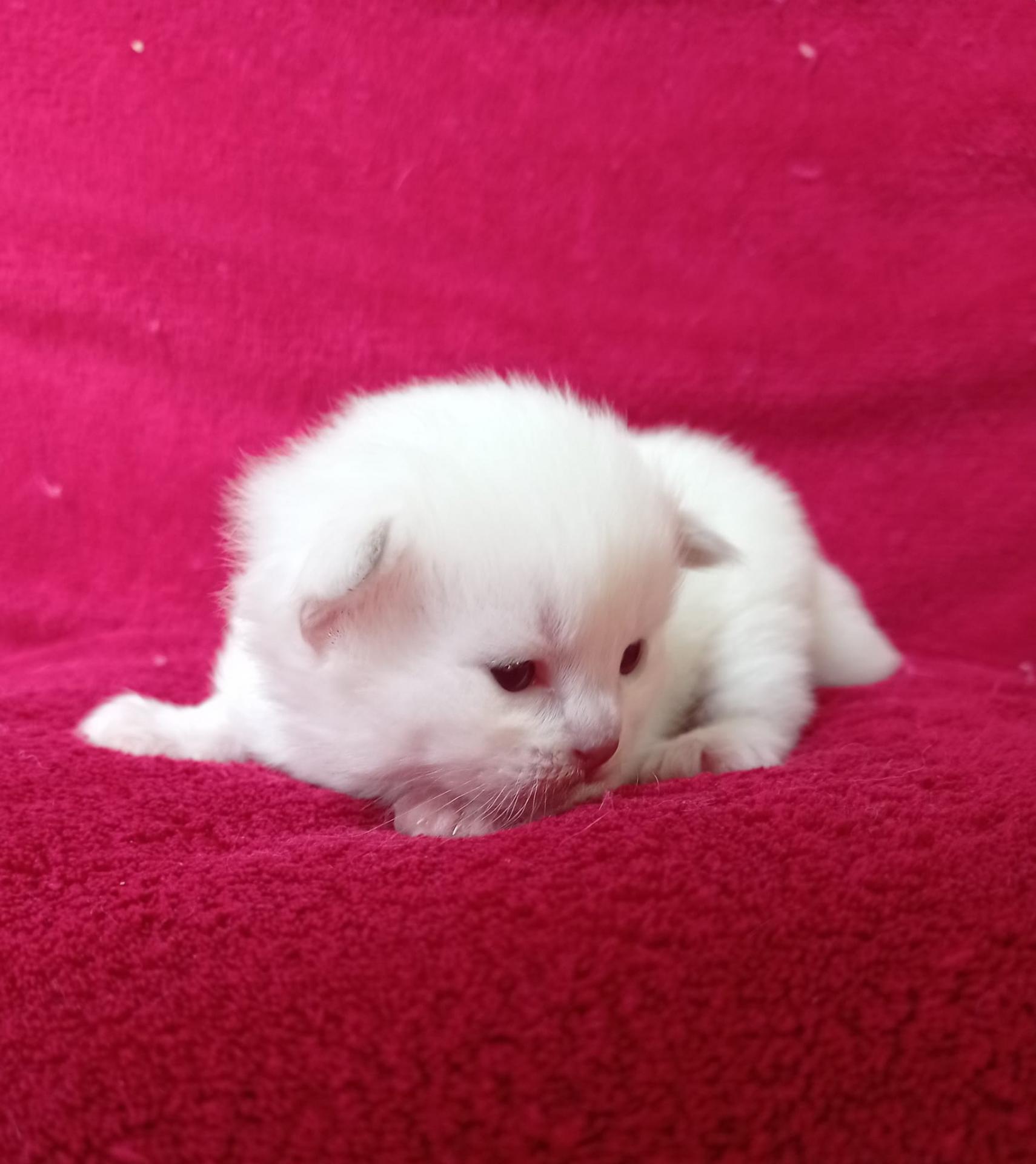 Theodore1