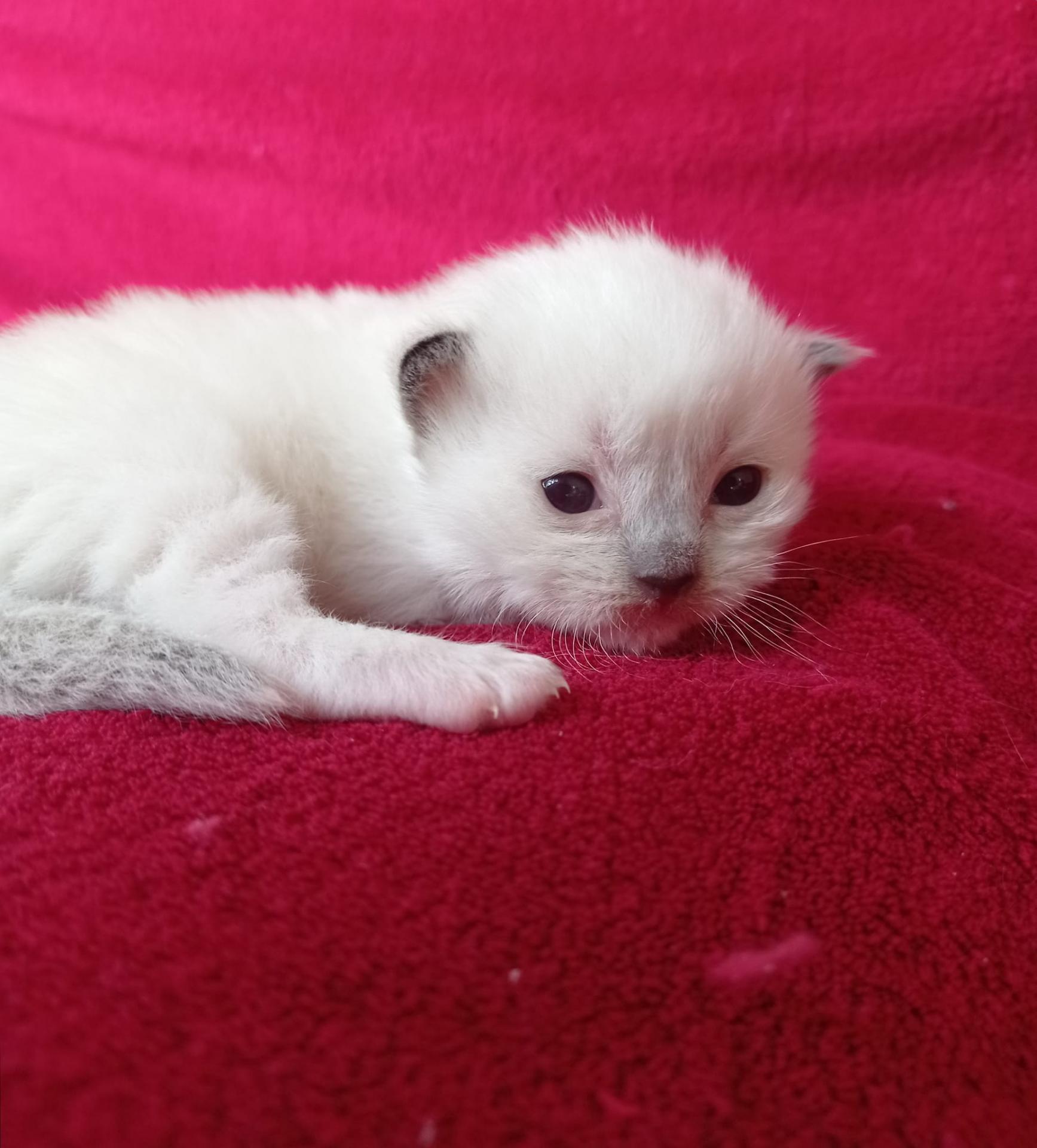 Tiboutchou1