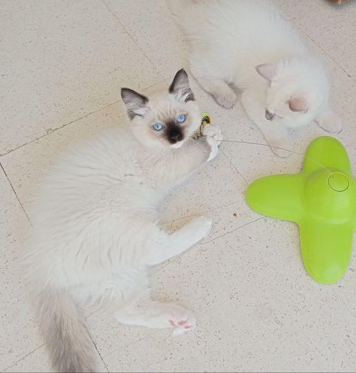 Tiboutchou6