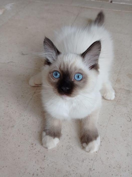 Tiboutchou7
